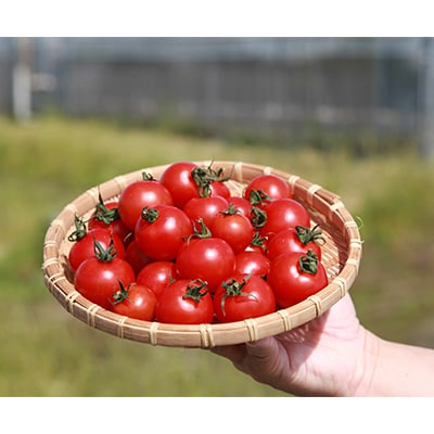 【毎月定期便】機能性表示食品　Hapitoma ハピトマ　糖度7(1kg)全12回