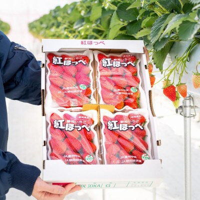 【静岡県産いちご】紅ほっぺ　DX　280g×4パック