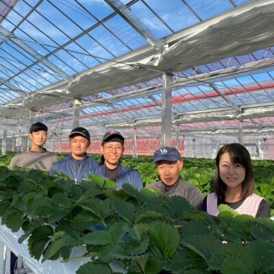 【静岡県産いちご】紅ほっぺ　DX　280g×4パック