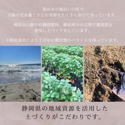 海岸沿いの砂地で育った紅ほっぺ　【静岡県袋井市産】　280g×2パック