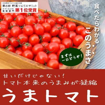 【4月中旬よりお届け】旬の高糖度ミニトマト「うまトマト」1kg