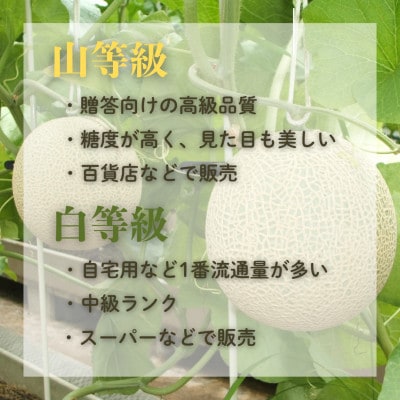 期間限定 2026年5月～6月発送予定 袋井市 クラウンメロン (山等級) 約1.3kg×1個