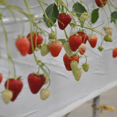 袋井市産 JA遠州中央 きらぴ香 いちご 2パック