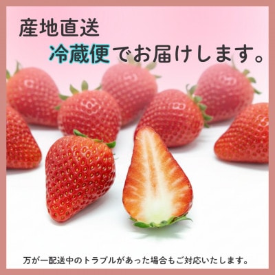 袋井市産 JA遠州中央 きらぴ香 いちご 4パック