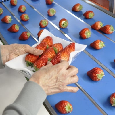 袋井市産 JA遠州中央 いちご食べ比べ 紅ほっぺ きらぴ香 いちご 各1パック