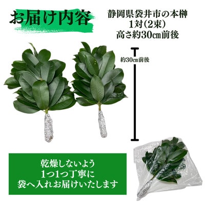 静岡県産袋井市　出世榊　本榊　純国産　さかき1対(2束)※1日交換に間に合うように配送