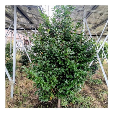 静岡県産袋井市　出世榊　本榊　純国産　さかき1対(2束)※1日交換に間に合うように配送