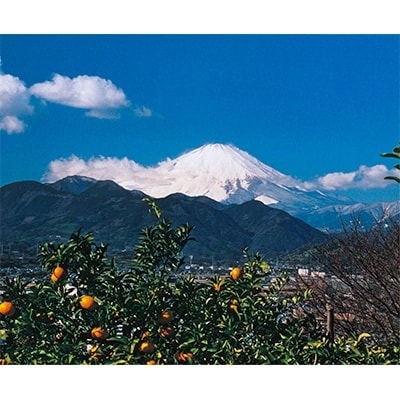 ミカンの木まるごと総もぎ&山分け!(体験交流型メニュー)1名分