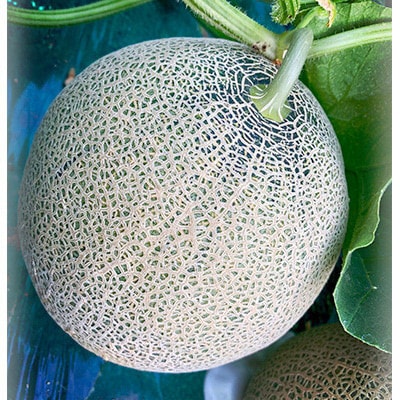 【2026年夏発送】岸田農園　赤肉メロン1玉(サイズ1.8kg以上)