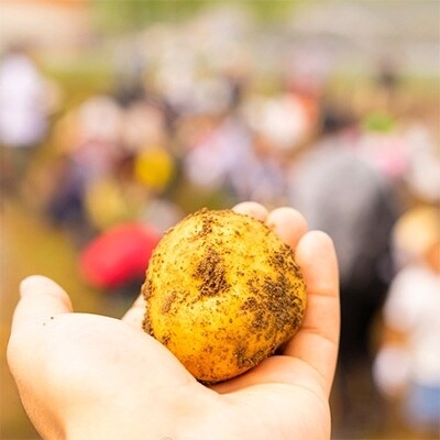 2022年9月発送開始『定期便』北海道産じゃがいも　北あかり10kg(岸田農園産)【212】全2回