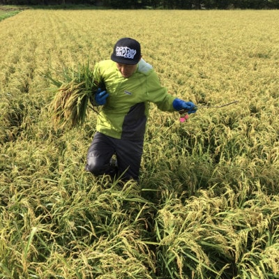 大雪山の黄金 ～ 岸田農園の GOLD RUSH CORN