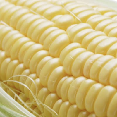 大雪山の黄金 ～ 岸田農園の GOLD RUSH CORN