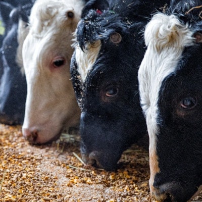 国産大雪高原牛100%ハンバーグ冷凍 男前な超粗挽き200g 発酵の力で旨み凝縮 ガクヤバーガー監修