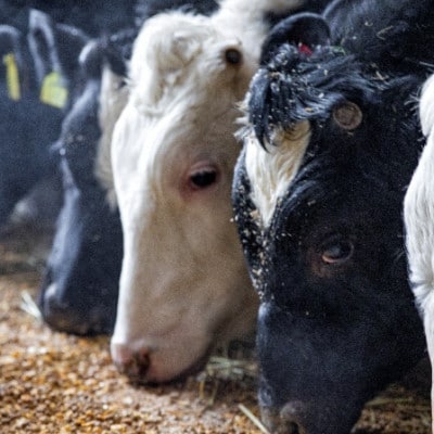 国産牛 大雪高原牛100%ハンバーグカレー250g 有名店ガクヤバーガー監修の男前仕立て 常温保存可