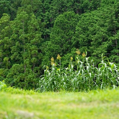 下北山村の冬野菜おすそわけセット(6~9種類程度)
