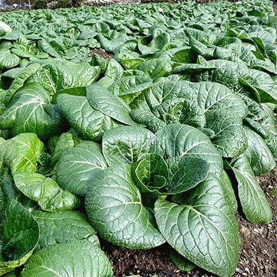 【下北山村産】大和の伝統野菜 下北春まな 約1kg