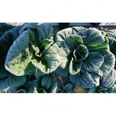 【大和の伝統野菜】下北春まな500gと下北春まな素麺セット | ふるさと納税のお礼品