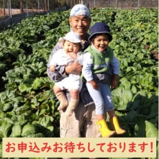 【自然栽培】大和の伝統野菜 下北春まな2kg