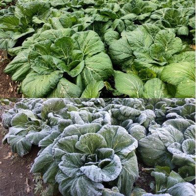 【自然栽培】大和の伝統野菜 下北春まな2kg