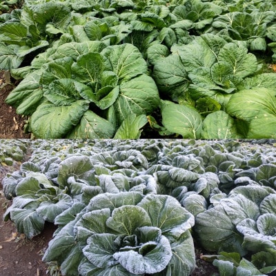 【自然栽培】大和の伝統野菜 下北春まな500g