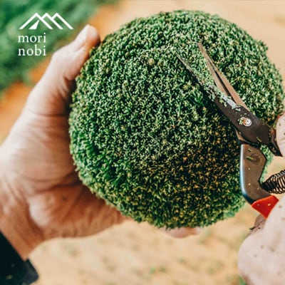 森のめぐみをてのひらに下北山の森でつくる「小さな杉玉」体験