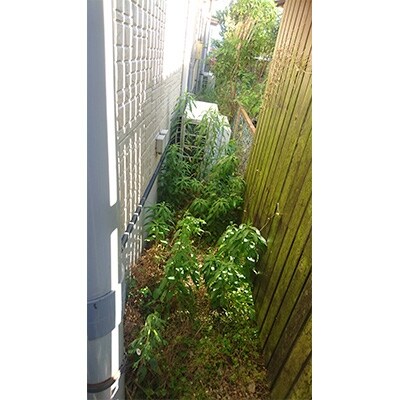 【人吉市】空き家周り・お庭の除草サービス(1回分)