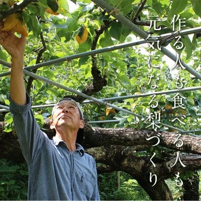 【先行受付】 極あま!! 甘太(かんた) 梨 約2.5kg【毎床すなお梨園】