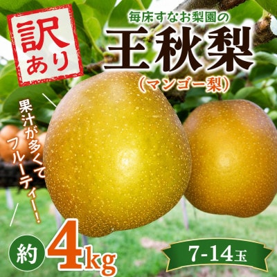 【先行受付】【訳あり】 マンゴー梨 (王秋梨)4.0kg 【毎床すなお梨園】