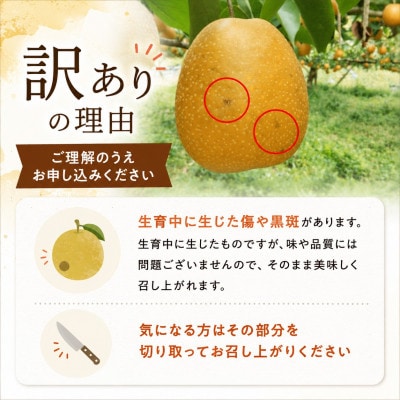 【先行受付】【訳あり】 マンゴー梨 (王秋梨)4.0kg 【毎床すなお梨園】