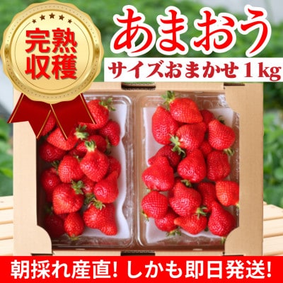 【完熟即配】完熟あまおう サイズお任せ1kg [ギフト専門農家直送!]