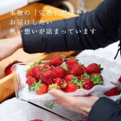 【完熟即配】完熟あまおう 大玉詰合せ900g [ギフト専門農家直送!]