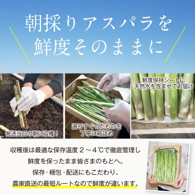 【朝採り直送】2024年福岡県産 旬の夏芽アスパラガス 1kg(2L-Lサイズ)