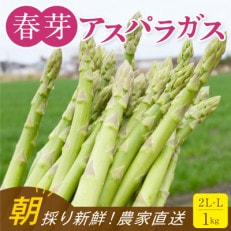 【朝採り直送】福岡県産 旬の春芽アスパラガス 1kg(2L-Lサイズ)