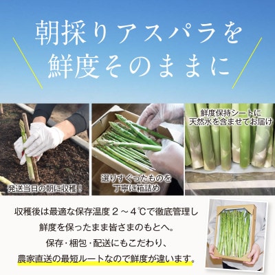【朝採り直送】福岡県産 旬の春芽アスパラガス 1kg(2L-Lサイズ)