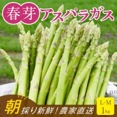 【朝採り直送】福岡県産 旬の春芽アスパラガス 1kg(L-Mサイズ)