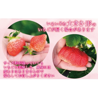 2026年先行受付 博多あまおう 1,080g　約270g×4パック