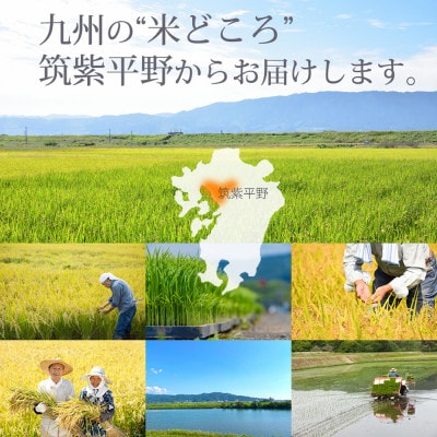 福岡県産「元気つくし」5kg×1袋 [5kg] [玄米](大川市)