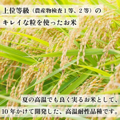【2ヵ月毎定期便】福岡県産米 元気つくし 合計10kg(5kg×2袋)(大川市)全3回