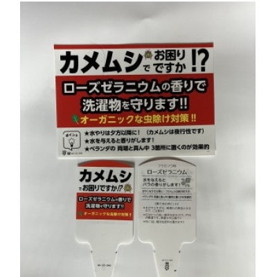 洗濯物に付くカメムシから守るローズゼラニウム　3.5号ポリポット×3個+5号鉢1個