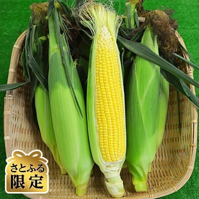 【さとふる限定】奥中山高原の新鮮とうもろこし　8～9本入り