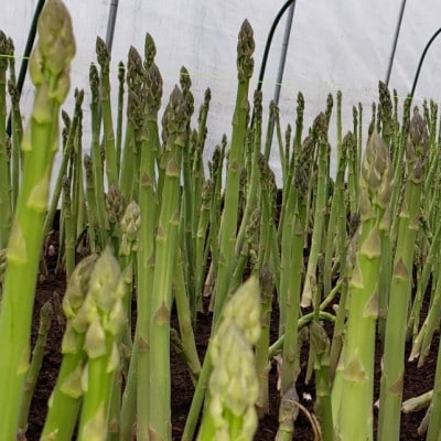 いわて奥中山高原グリーンアスパラ　1kg(L～2L)