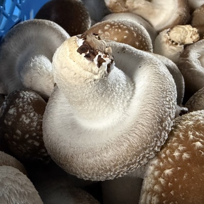 いわて奥中山高原菌床しいたけ　1kg