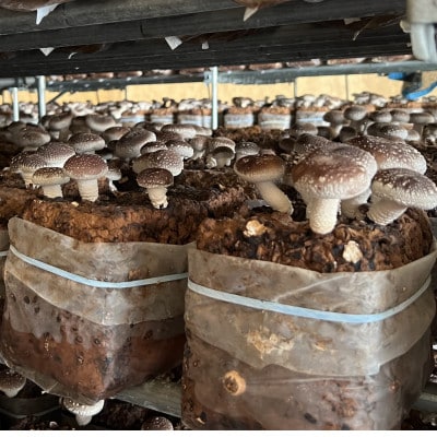 いわて奥中山高原菌床しいたけ　1kg