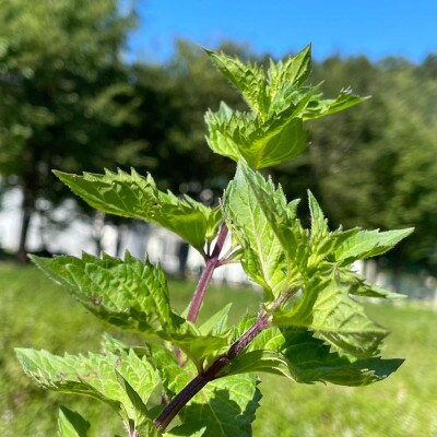 【北海道中川町】WANOWA ハンドクリーム 和薄荷 ハンドクリーム6本セット(30g×6本)