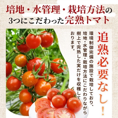 完熟ミディトマト「フルティカ」750g×2パック 合計1.5kg
