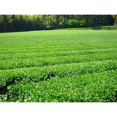 山下さんちのお茶とロールケーキの詰合せ