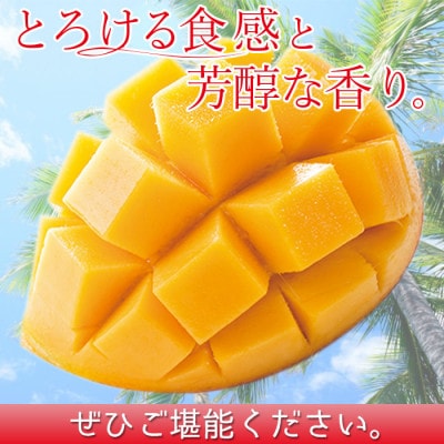 数量限定!完熟マンゴー A等級 2Lサイズ×2玉(合計約700g)(国富町)
