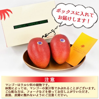 数量限定!完熟マンゴー B等級 3Lサイズ×2玉(合計約900g)(国富町)