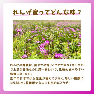 みつばちの雫　国産れんげ蜜　500g+300g