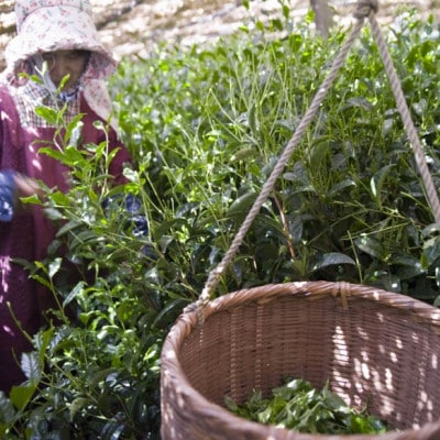 八女星野抹茶 家元御好 濃茶・薄茶詰合せ(40g×2缶)